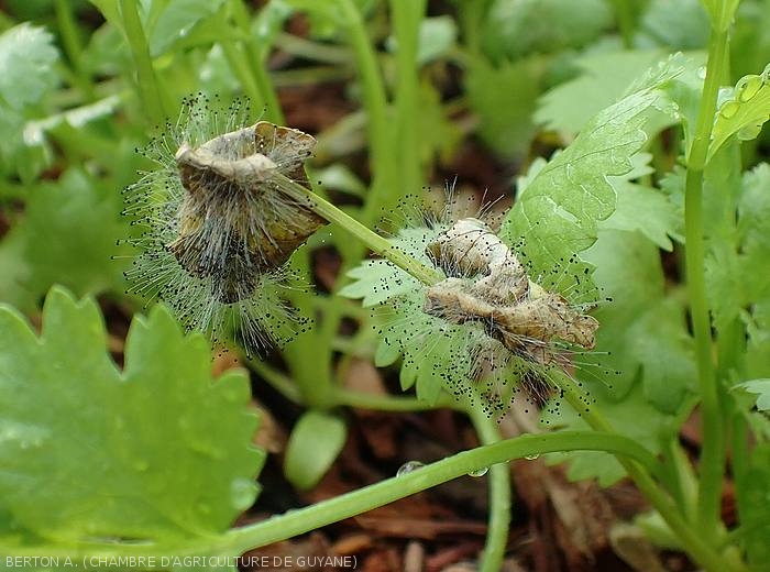 On these two coriander leaves completely altered by a damp and dark rot, <i><b>Choanephora cucurbitarum</b></i> sporulated well.  (rot in Choanephora)