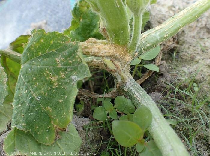 Extensive beigeish superficial lesion on stem and petioles of zucchini.  Note the presence of tiny beigeish spots riddled with the blades of certain leaves.  <b><i>Monographella cucumerina</b></i> (plectosporiosis)