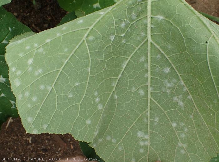 Installation of powdery mildew on the underside of a pumpkin leaf.  Several isolated colonies develop.  <i><b>Podosphaera xanthii</b></i> or <i><b>Golovinomyces cichoracearum</b></i>.