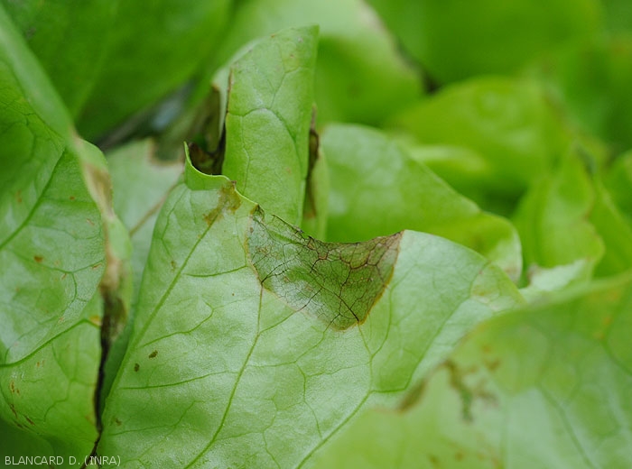 Lettuce Leaf Edge 