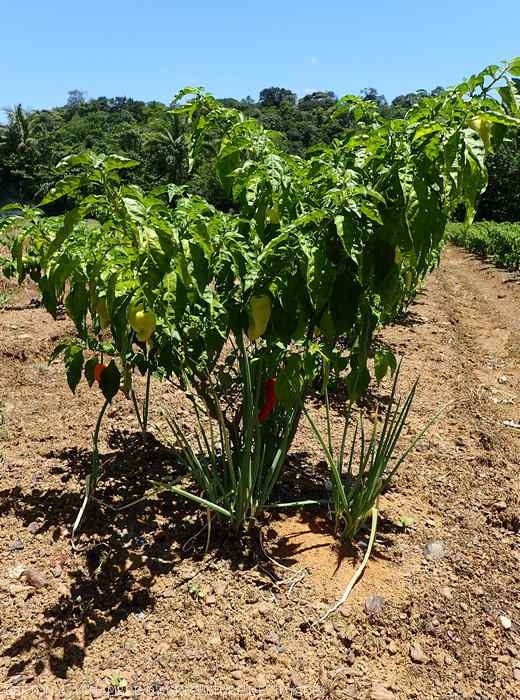 Pepper plant associated with spring onions.  (Guyana)