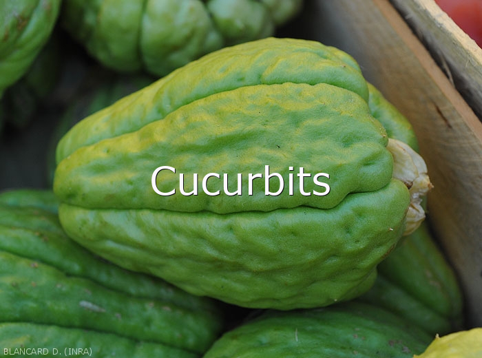 Cucurbitacees