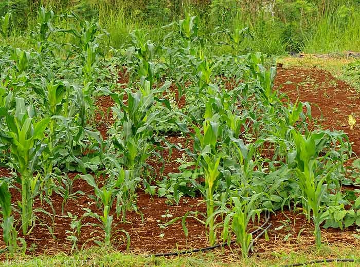 Mixed crops of sweet corn and cowpea.  (Mayotte)