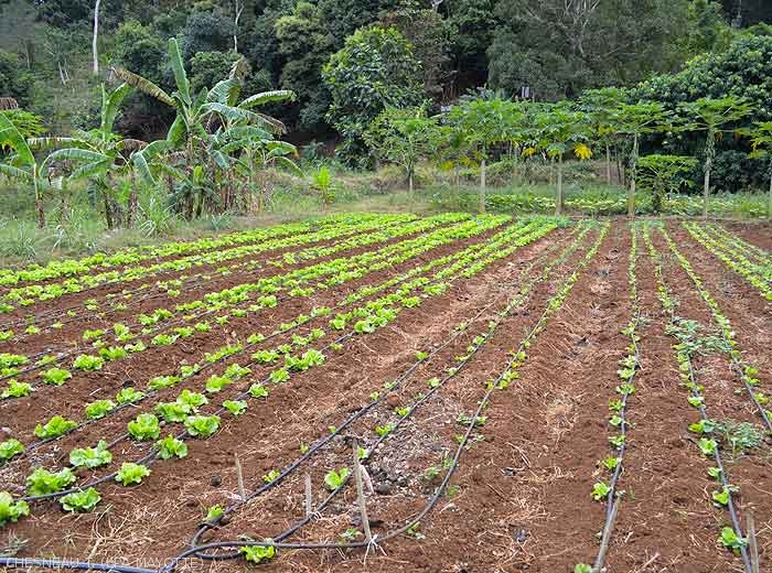 Culture de salades produites en plein champ au goute à goutte. (Mayotte)