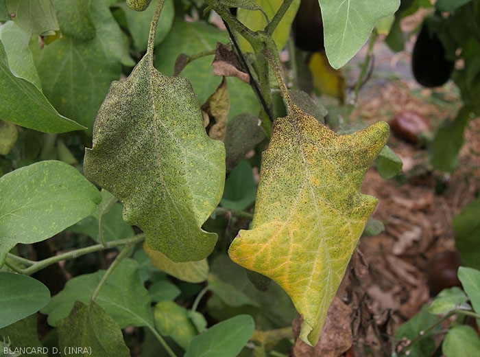 Detail of sooty mold on eggplant leaf.