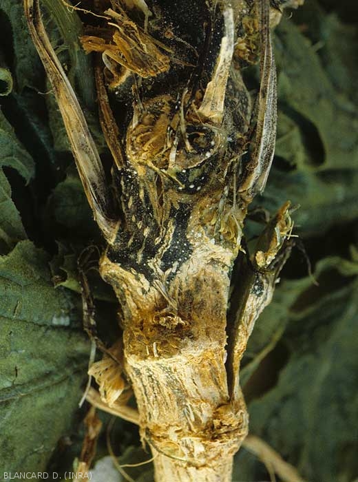 A dark green lesion is visible on this zucchini stem.  <b><i>Didymella bryoniae</i></b>.  (black rot)