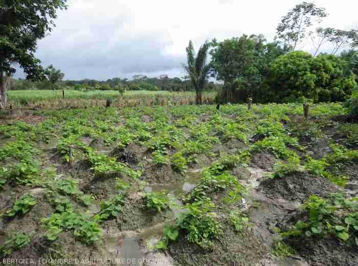 Production of sweet potatoes on mounds in Mana 