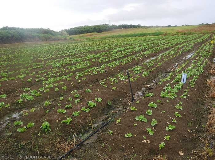 Sprinkler irrigated field lettuce crop. Guadeloupe 