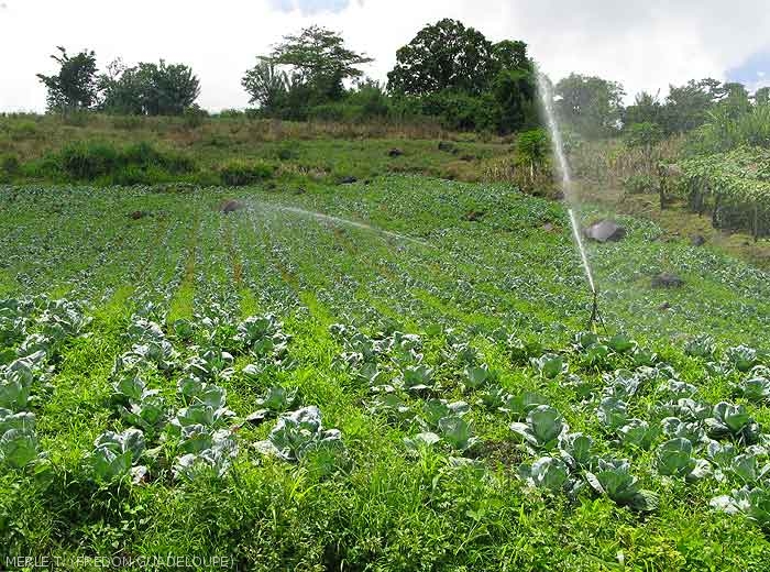 Sprinkler irrigated cabbage crop. Guadeloupe