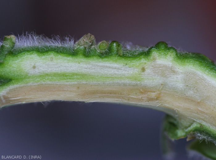 A longitudinal section of the stem reveals greyish to slightly brown vessels.  <b><i>Verticillium dahliae</i></b> (<i>Verticillium</i> wilt).