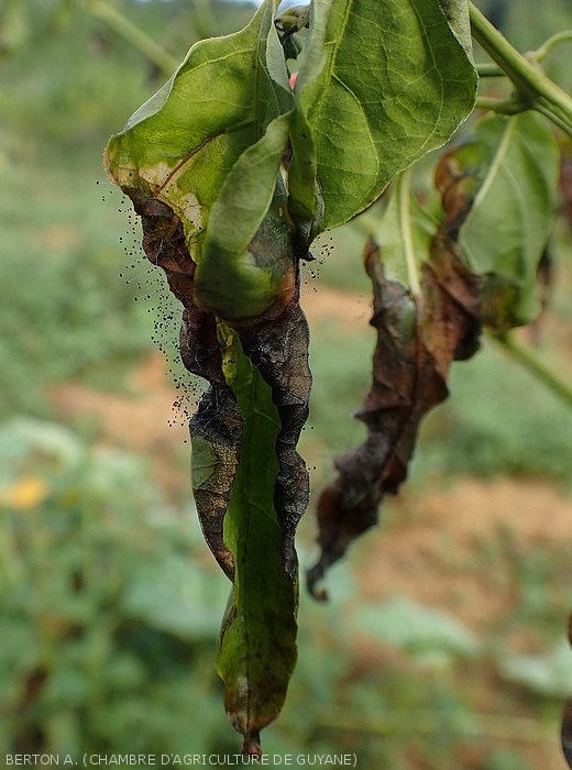 <i><b>Choanephora cucurbitarum</b></i> gradually colonizes these chilli leaves by their altered tip.  Its mold is clearly visible in places.  (rot in Choanephora)