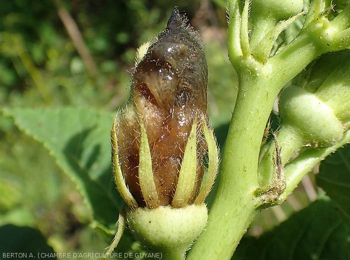 A damp, brown to black rot, depending on the location, has completely invaded this okra inflorescence.  <i><b>Choanephora cucurbitarum</b></i> (Choanephora rot)
