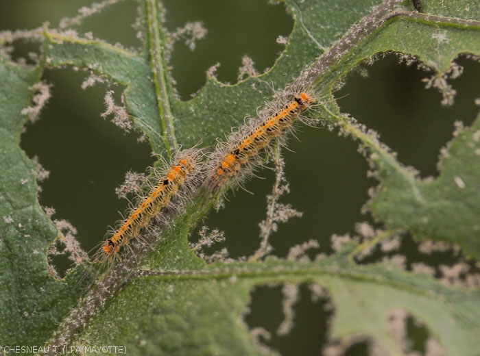 Damage and larvae of <i><b>Selepa docilis</i></b> on eggplant leaf.