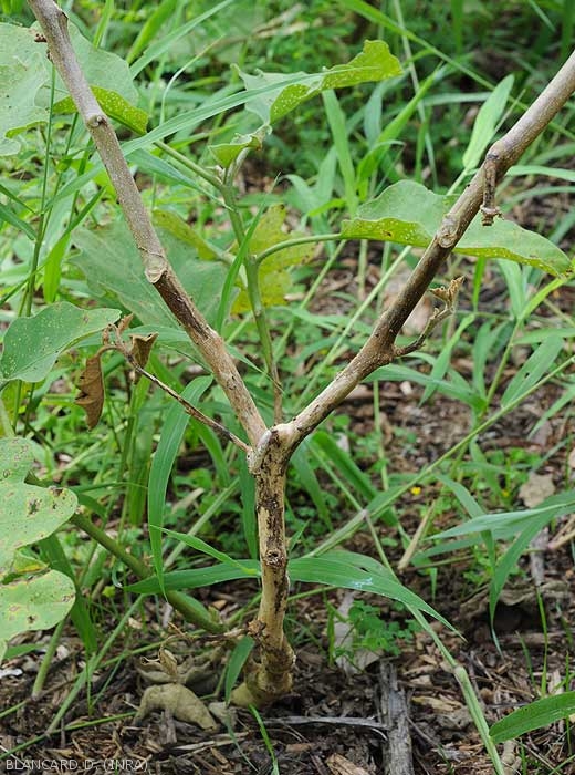 Eggplant stem completely destroyed by <b><i>Phomopsis vexans</i></b>.  Stem and branches are damaged, all the leaves have fallen.