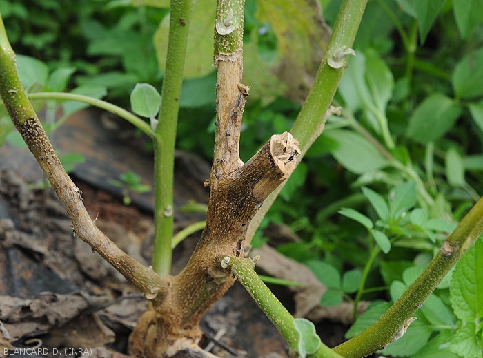 Eggplant twigs necrosed as a result of the development of <b><i>Phomopsis vexans</i></b>.  The inside of the stem appears to have been altered.