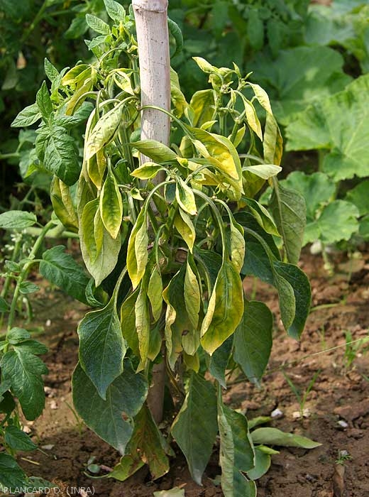 Pepper stalk affected by a phytoplasma.  In addition to its reduced development, all its leaves are chlorotic, small in size and rolled up.  <b><i>Candidatus</i> Phytoplasma solani</b> (stolbur)