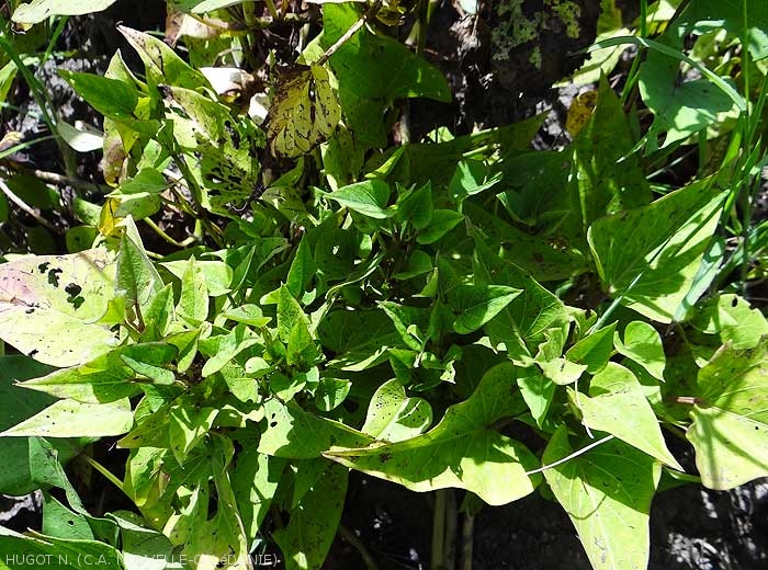The leaves on this sweet potato plant, in addition to being smaller and chlorotic, are narrower.  <b><i>Candidatus</i> Phytoplasma solani</b> (stolbur)