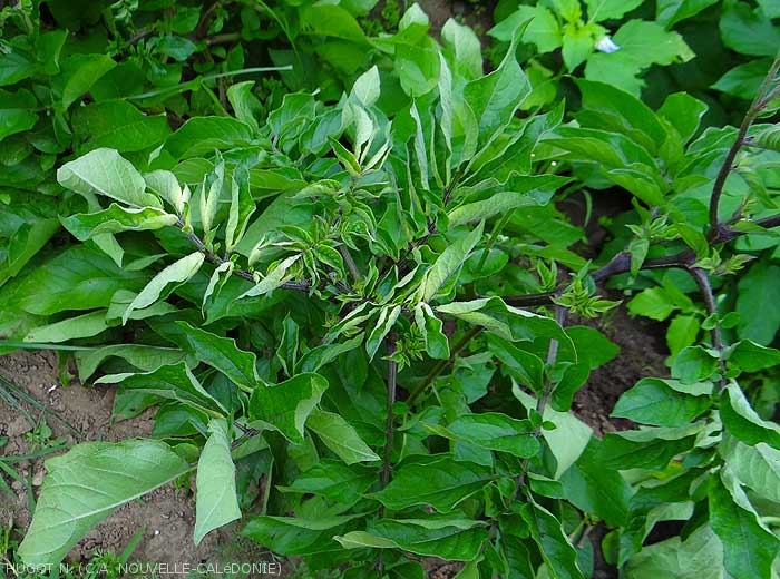 The leaflets are particularly rolled up on this potato plant affected by <b><i>Candidatus</i> Phytoplasma solani</b>.  (stolbur)