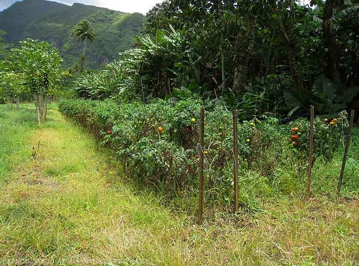 Culture de tomates, bananiers et papayers à Tautira (Tahiti).