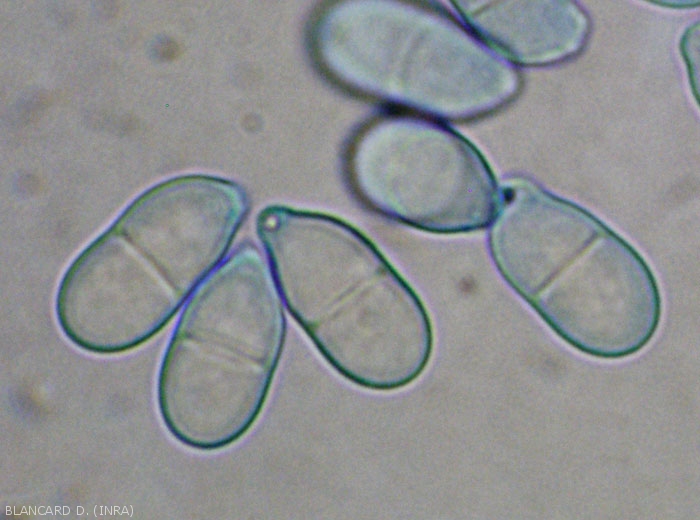 Detail of conidia of <i> <b> Trichothecium roseum </b> </i>.  (pink mold)