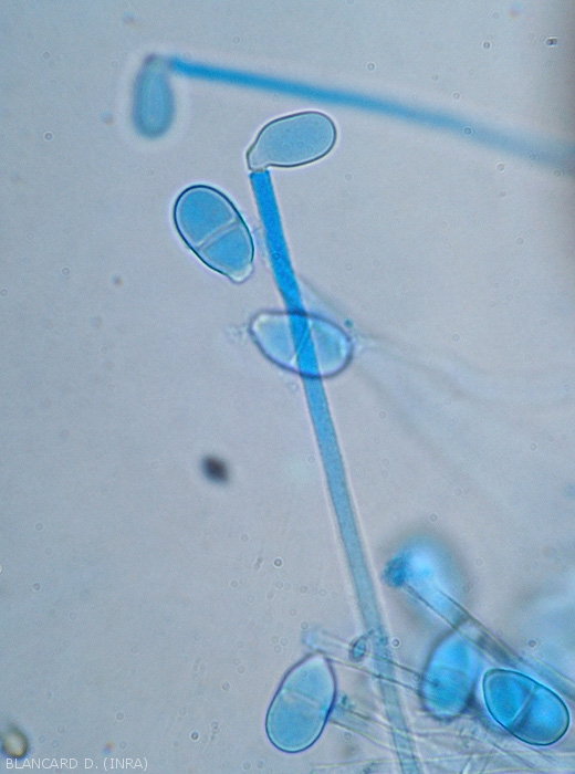 A young <i> <b> Trichothecium roseum </b> </i> conidium forms at the tip of a conidiophore.  (pink mold)