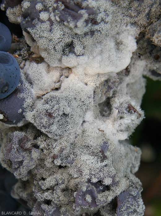 Many conidiophores have formed on the surface of these botrytised berries.  They are partly the visible pink mold.  <b> <i> Trichothecium roseum </i> </b> (pink mold)