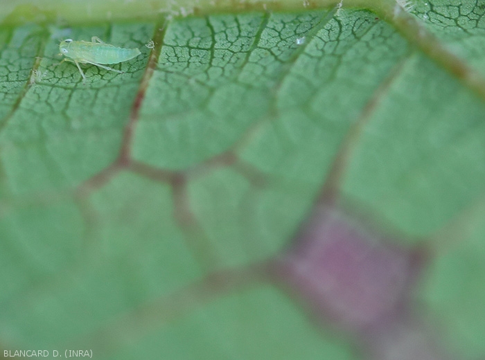 <b> <i> Empoasca vitis </i> </b> larval stage observed on the underside of a vine leaf.  (green leafhopper)