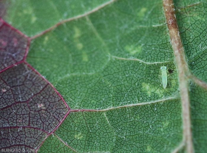 Larval stage of <b> <i> Empoasca vitis </i> </b>.  (green leafhopper)