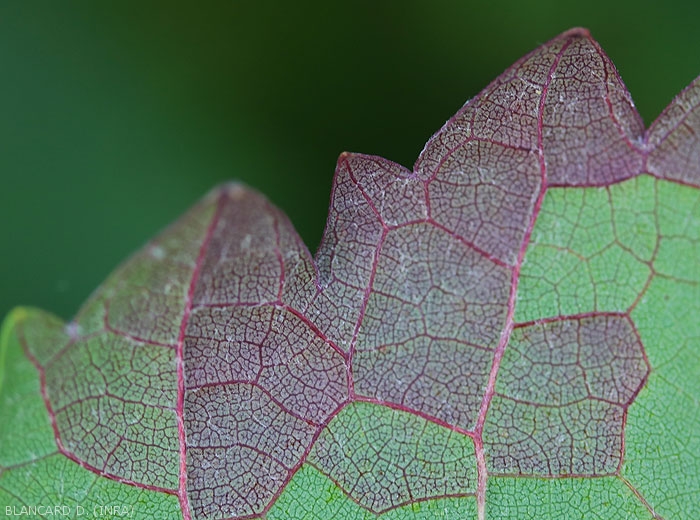 Detail of a sectorial reddening and delimited by the veins of the blade observed on the underside of a vine leaf.  <b> <i> Empoasca vitis </i> </b>.  