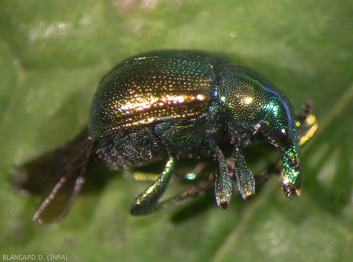 Adult seen in profile. <i><b>Byctiscus betulae</b></i>