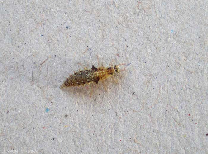 Lacewing larvae are predators of grapevine pests