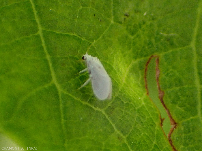 Adult Conyopterygidae, note the gray-white bloom of the insect.