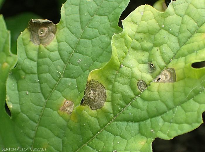 Aspect de lésions provoquées par <i>Myrothecium roridum</i> sur feuille de sorossi (<i>Momordica charantia</i>)