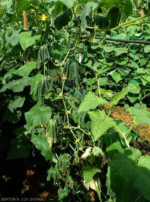 Withering of a cucumber stalk: <i><b>Ralstonia solanacearum</i></b>