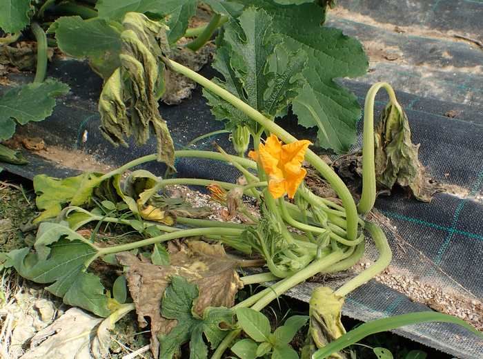 Withering of a zucchini stalk: <i><b>Ralstonia solanacearum</b></i>