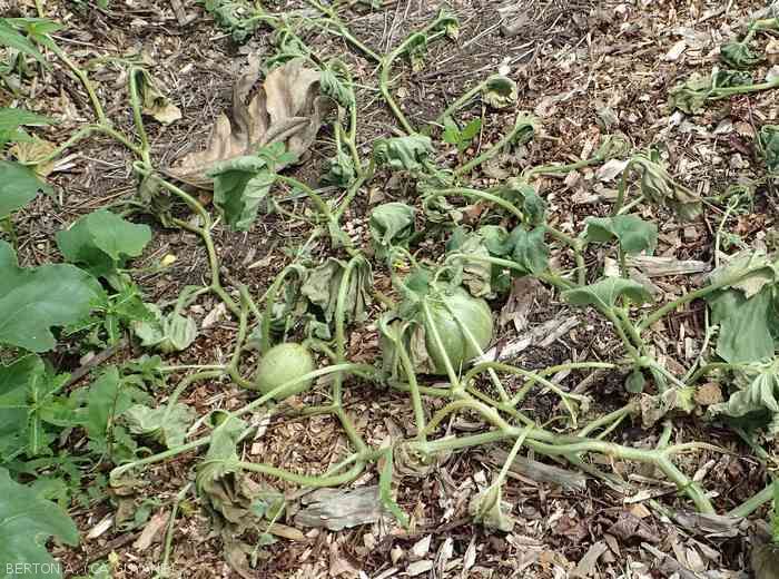 Melon plant completely withered following an attack by <b><i>Ralstonia solanacearum</i></b>