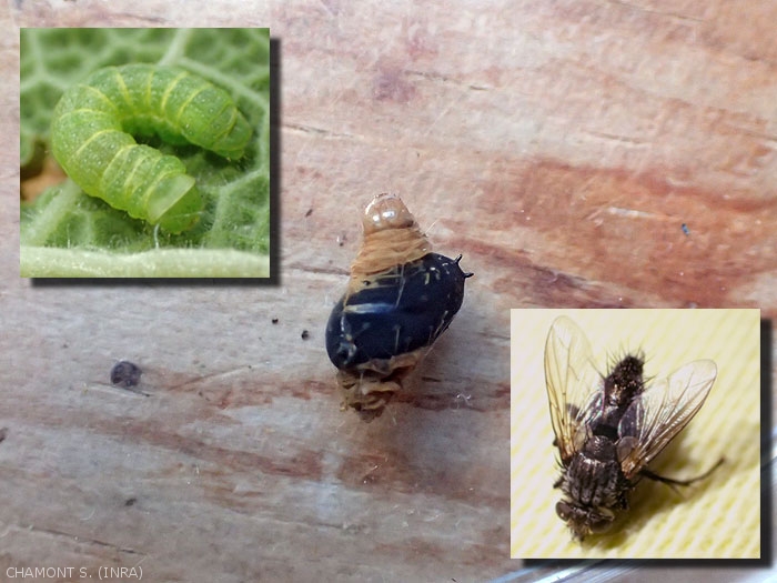 Parasitoid Diptera of the Tachinaria family (caterpillar flies).  In the center, pupation of the parasitoid with the rest of the host;  inset at the top: the host caterpillar;  inset below: adult parasitoid emerging from the pupa.