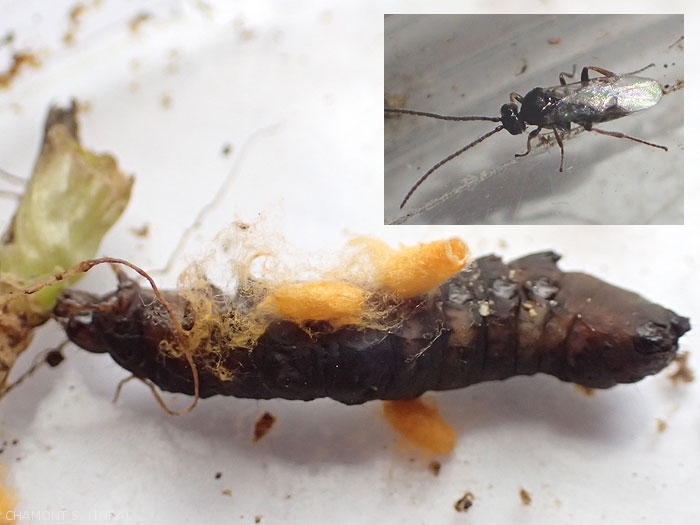 Pupation cocoons of Braconidae having parasitized a moth caterpillar.  In the insert, adult emerging from a cocoon.