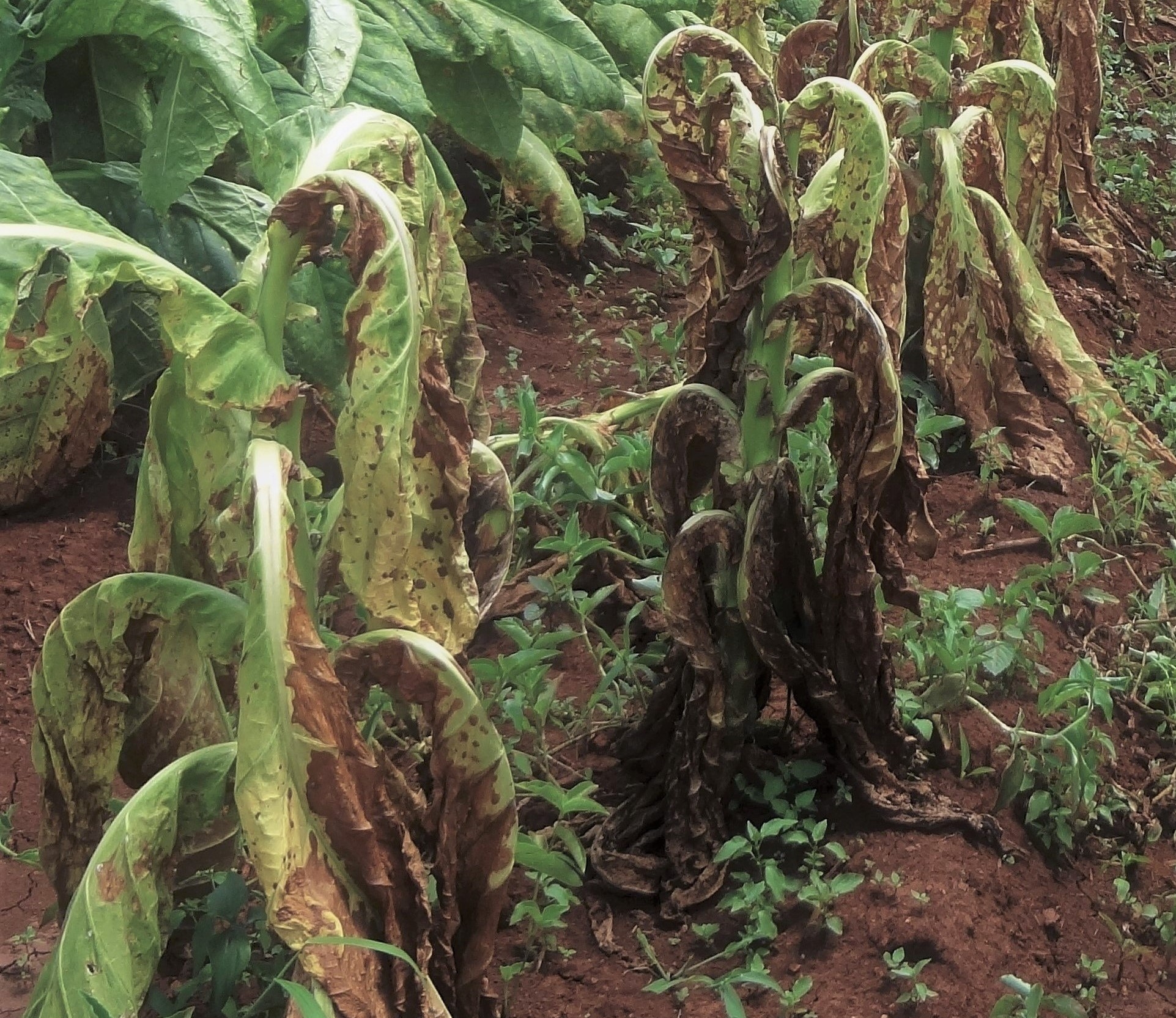 fusarium oxysporum