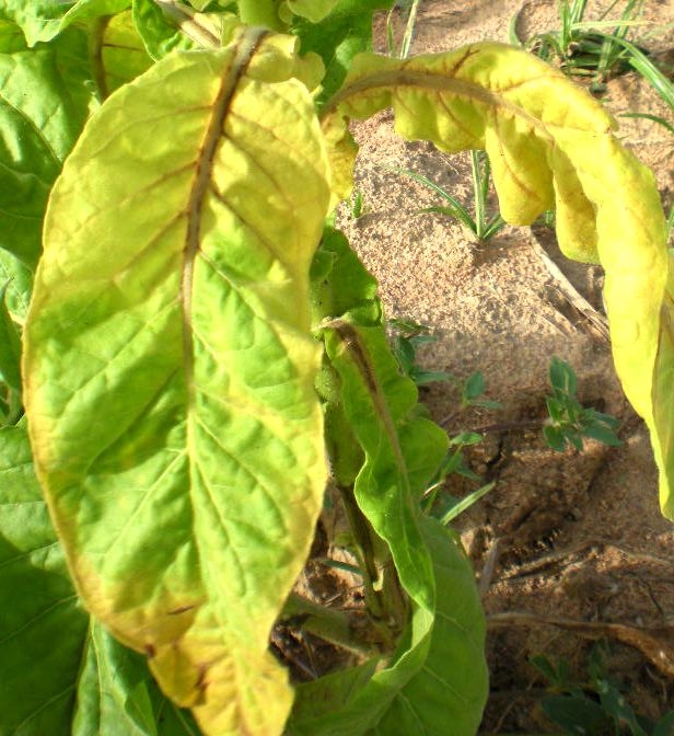 Tobacco Potato Virus Y Pvy