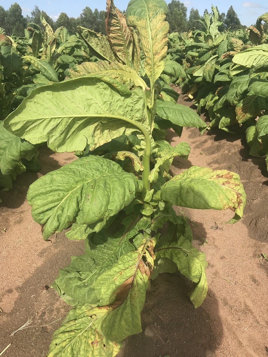 Tobacco Potato Virus Y Pvy