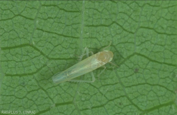 Adult of the <em> Empoasca vitis </em> leafhopper, responsible for roasting the vine.  <strong> Small green leafhopper </strong>