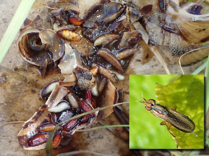 Sciomyzidae (Diptera) larvae developing at the expense of a snail.  In the insert: adult of the parasitic Diptera of the genus <em> Limnia </em> sp.