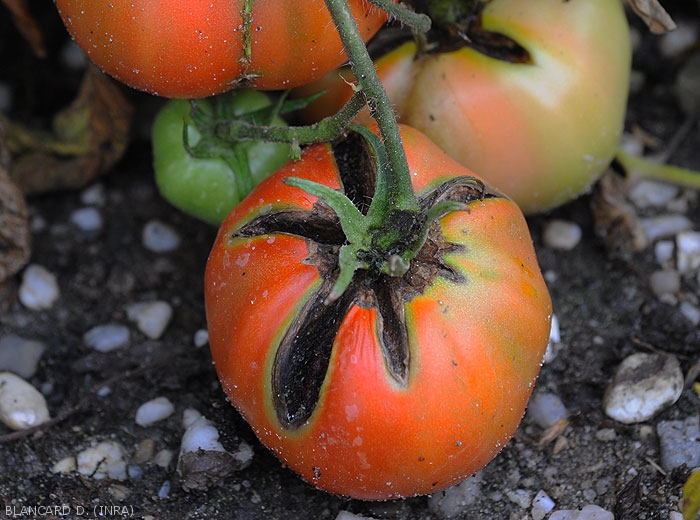 <b> <i> Alternaria </i> sp. </b> settling on a tomato fruit from slits in the stalk area and giving nearby tissues a black coloration.