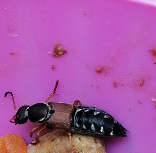 Rove beetle