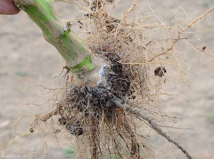 Wet lesion girdling the base of the stem of an eggplant plant. (<i>Sclerotium rolfsii</i>)