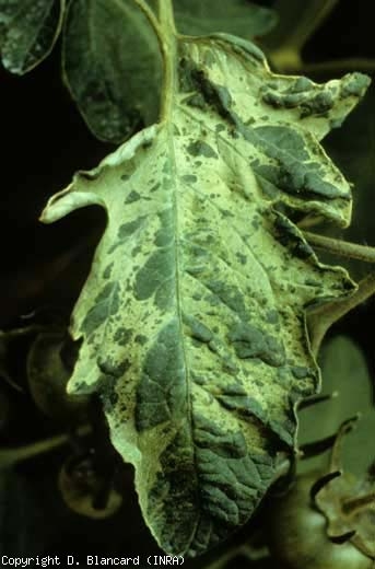 This leaflet reveals irregular dark green spots and more or less in relief, contrasting with the rest of the silvery blade.  This symptom should not be confused with viral mosaicism.  <b> Silvering </b> (silvering)