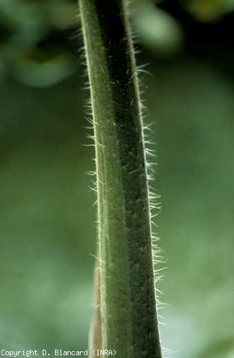 Longitudinal stripes of varying width, pale green to intense yellow, are sometimes visible on the stem.  <b> Silvering </b> (silvering)