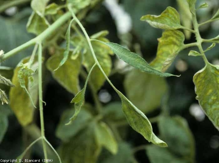 The leaf blades of the virose leaflets only develop partially in the direction of the width, which ultimately gives them a more or less threadlike appearance.  <b> Cucumber mosaic virus </b> (<i> Cucumber mosaic virus </i>, CMV)