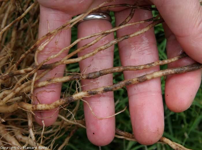 A superficial suberization of the cortex by sectors can be observed on the roots.  Affected tissues take on a brown to brown tint.  <i> <b> Pyrenochaeta lycopersici </b> </i> (corky roots, corky root)